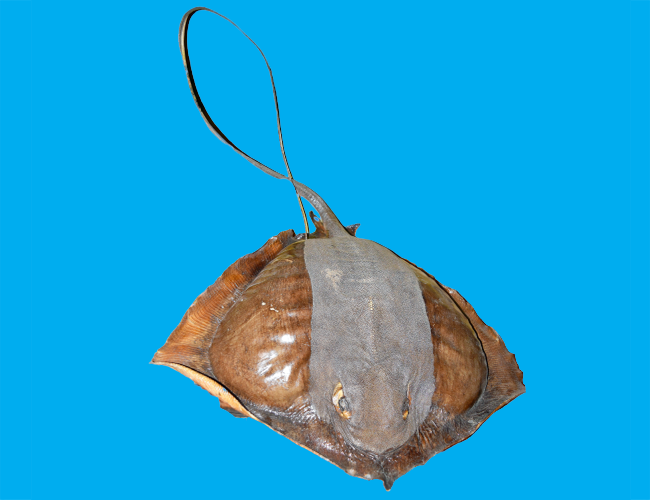 Bảo tàng Ninh thuận